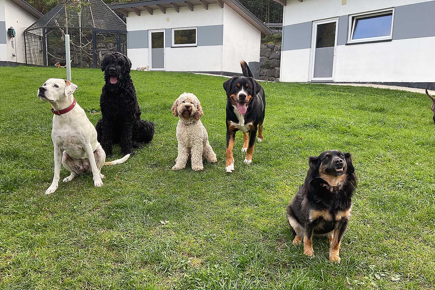 Hundehotel Anders!