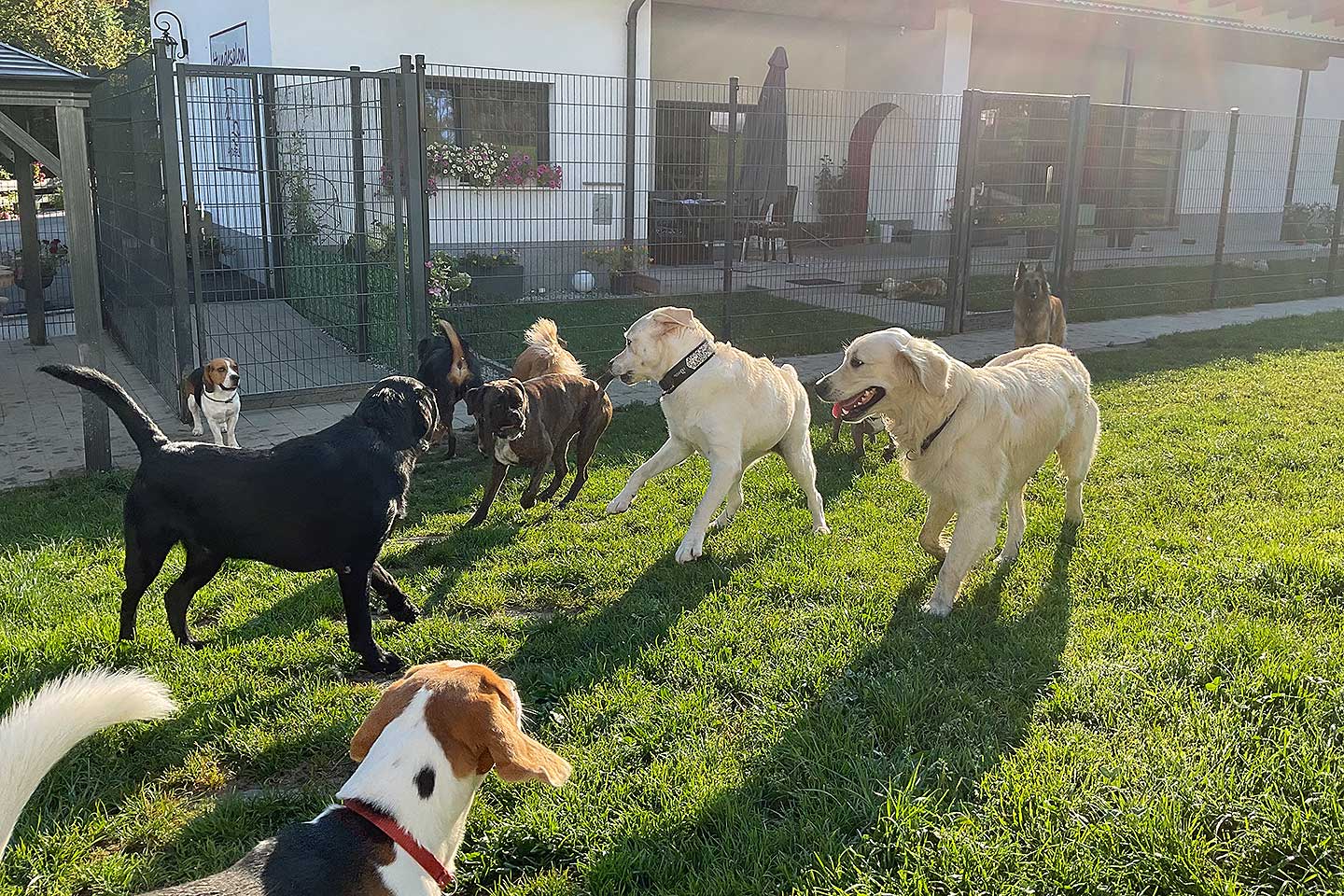 Hundehotel Anders!