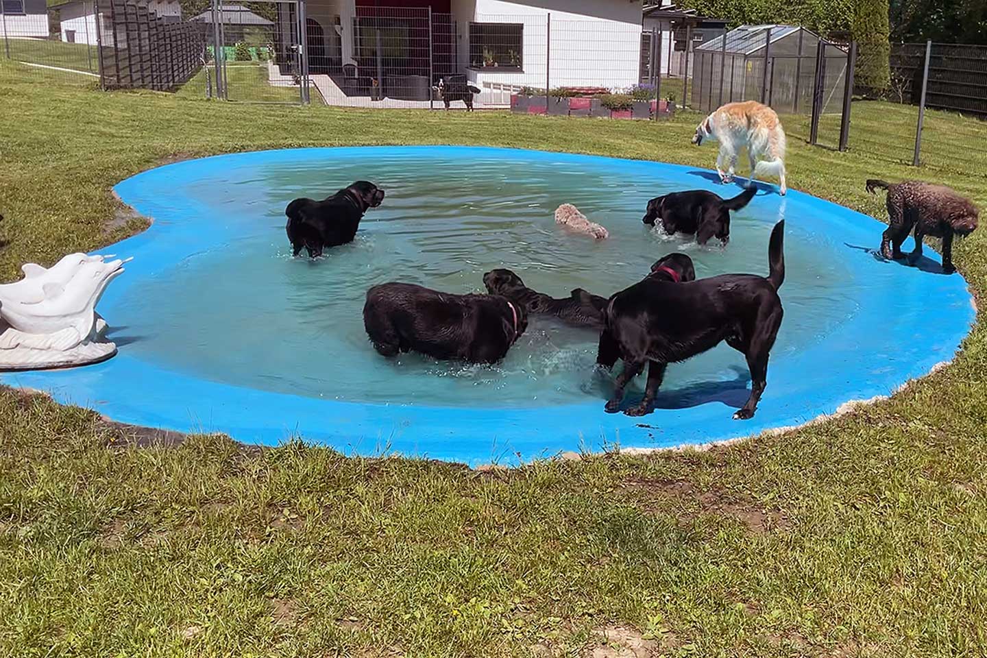 Hundehotel Anders!: Außenanlage