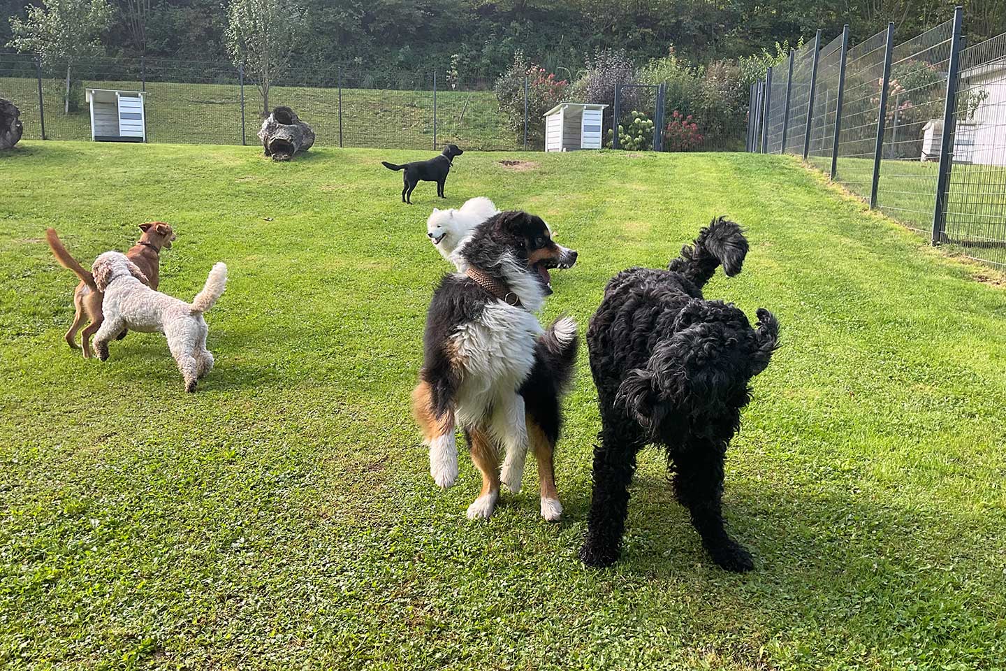 Hundehotel Anders!: Außenanlage