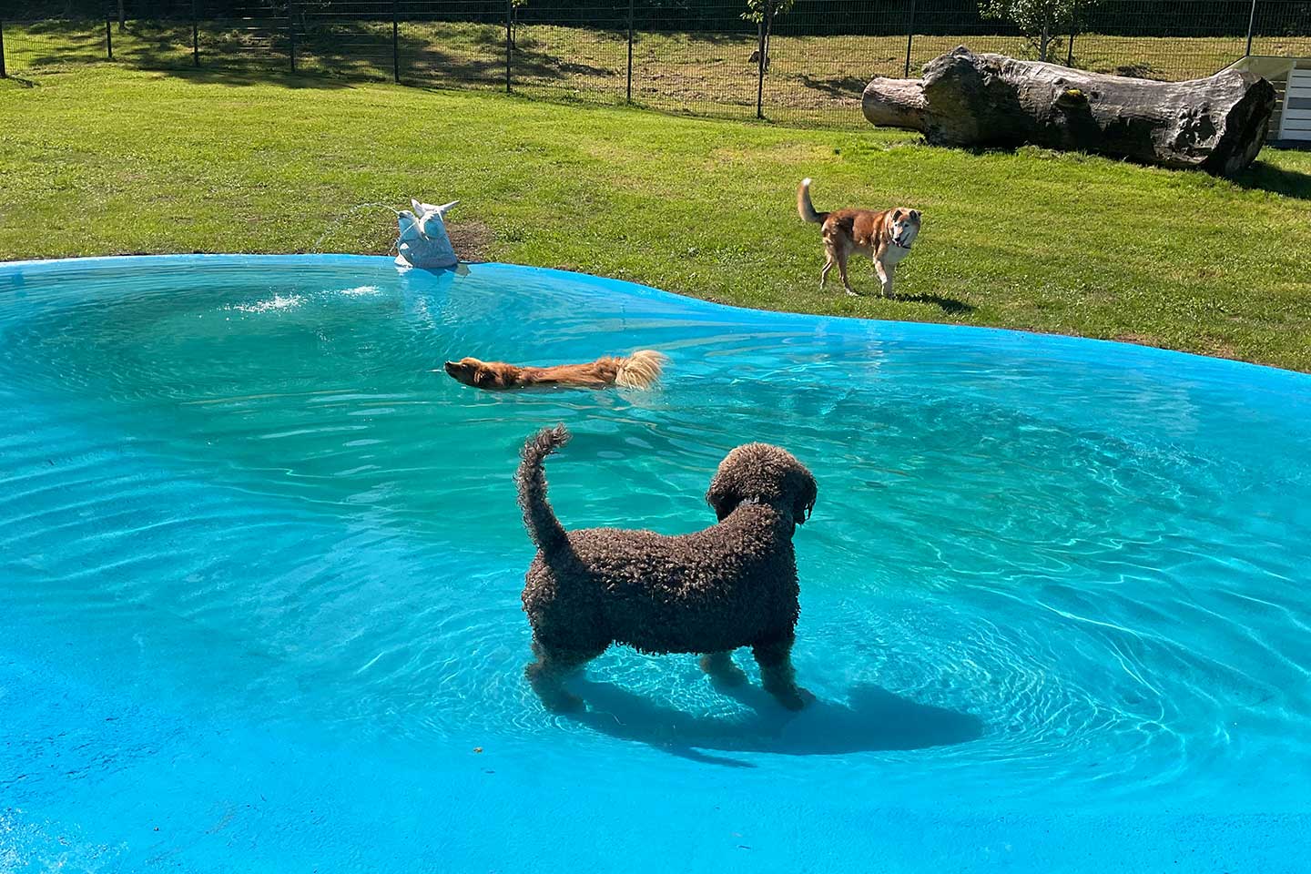 Hundehotel Anders!: Außenanlage