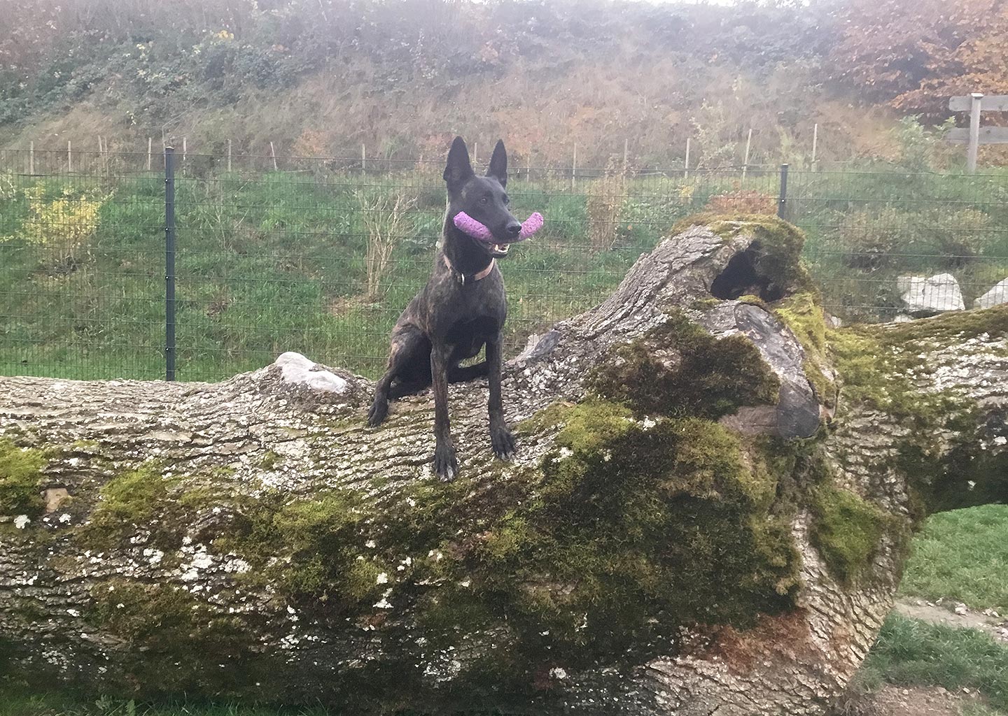 Hundehotel Anders!
