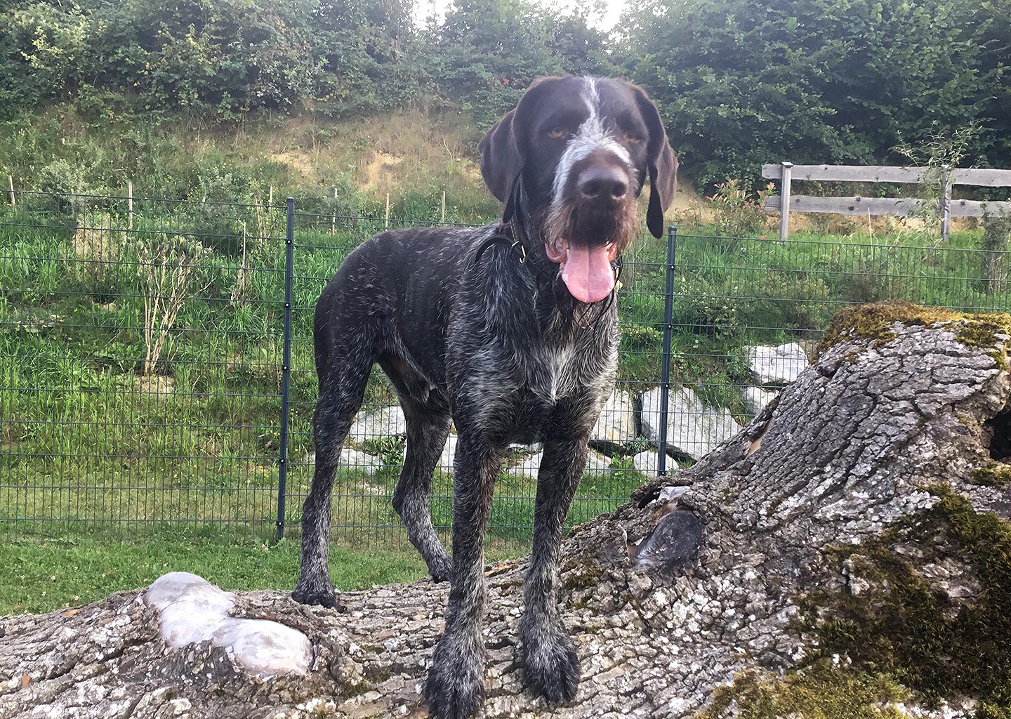 Hundehotel Anders!