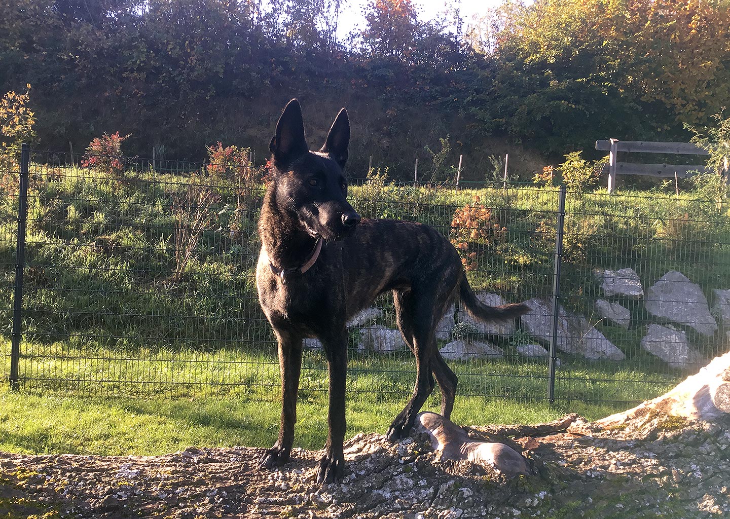 Hundehotel Anders!