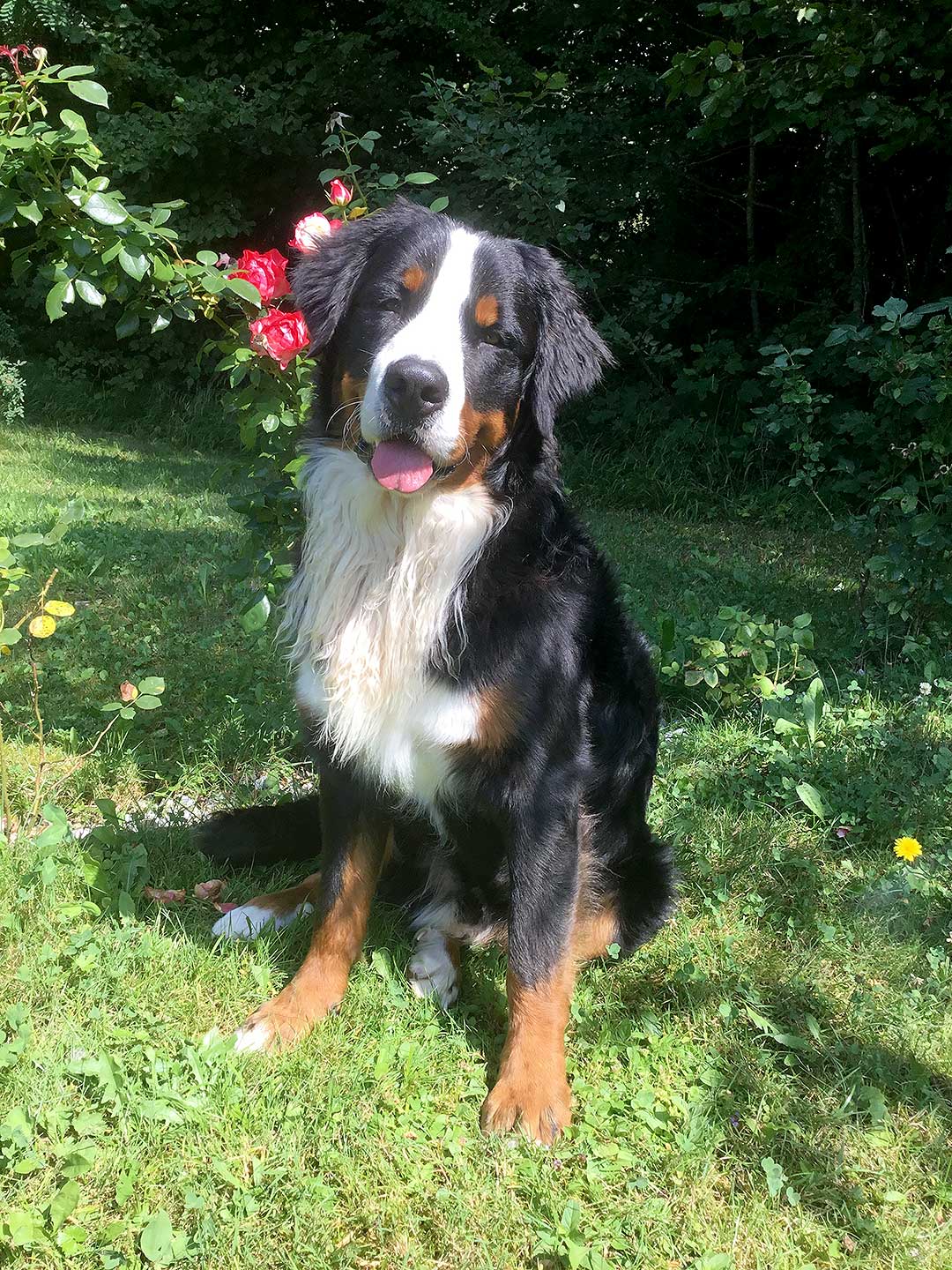 Hundehotel Anders!