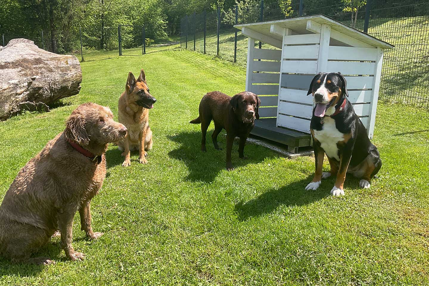 Hundehotel Anders!