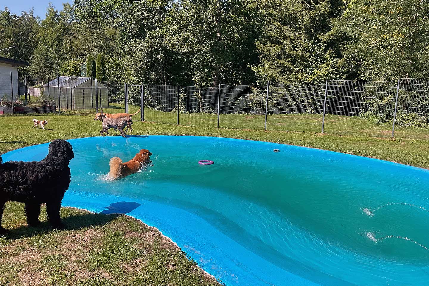 Hundehotel Anders!