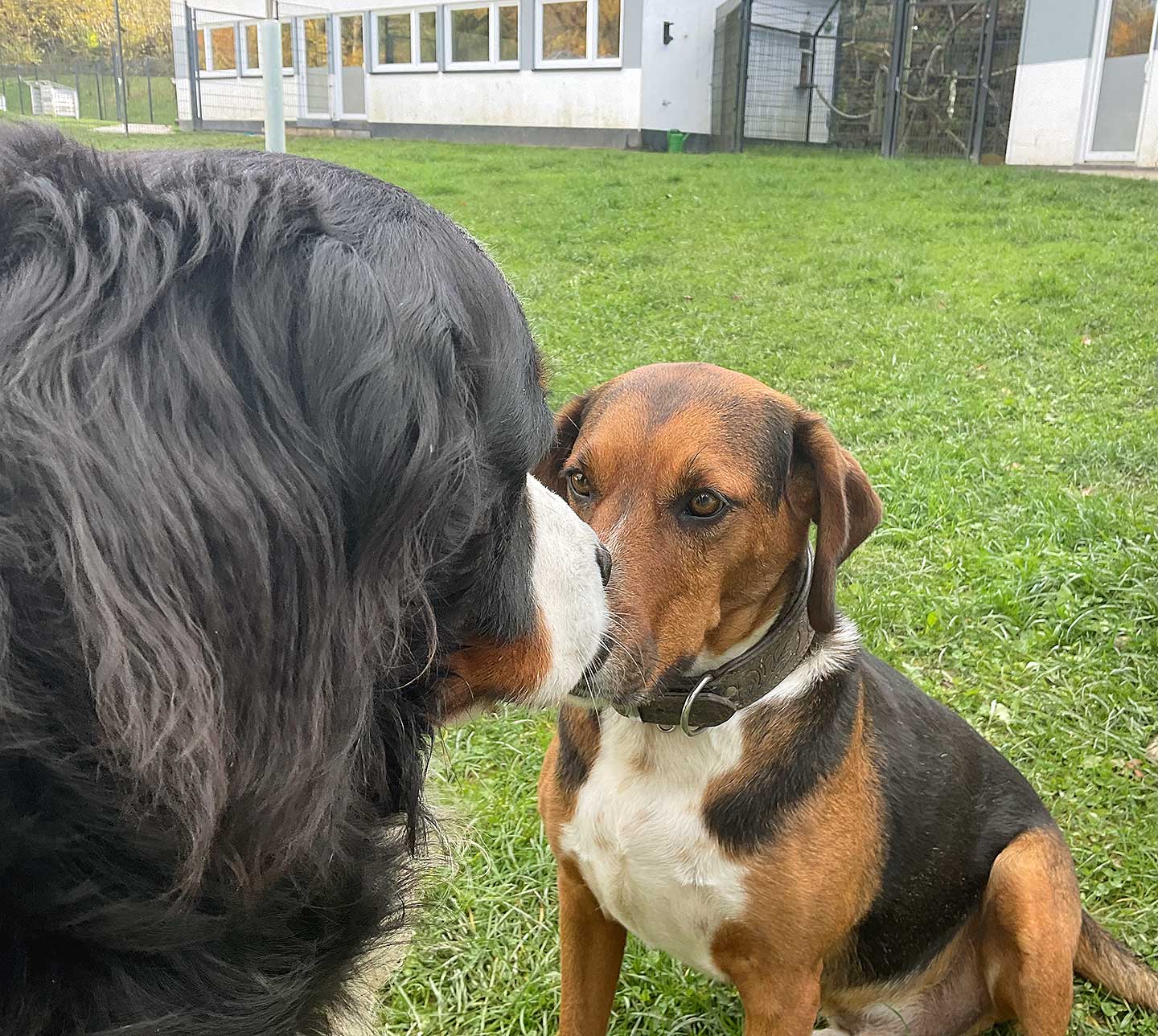Hundehotel Anders!: Erstes Kennenlernen