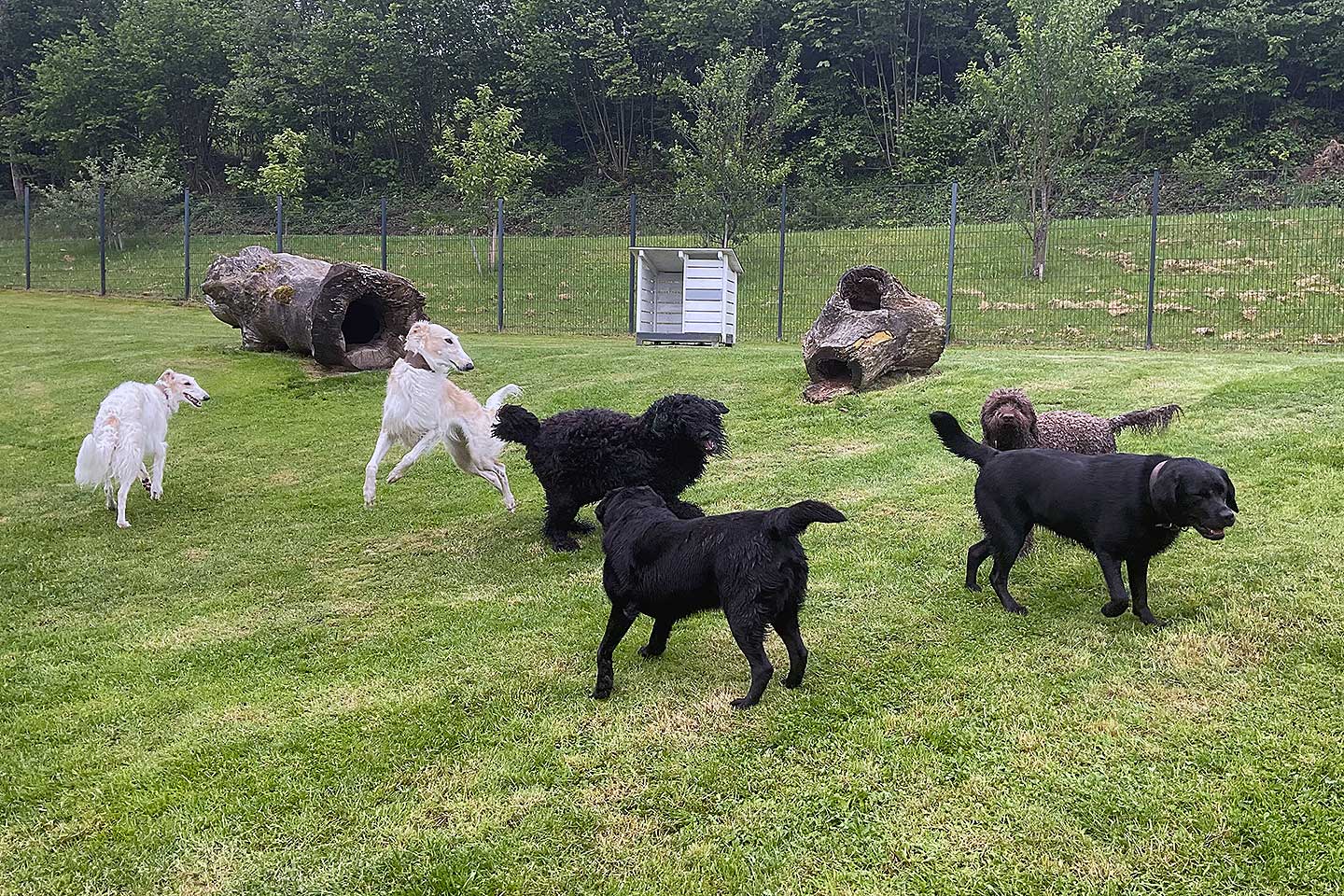 Hundehotel Anders!: Erstes Kennenlernen