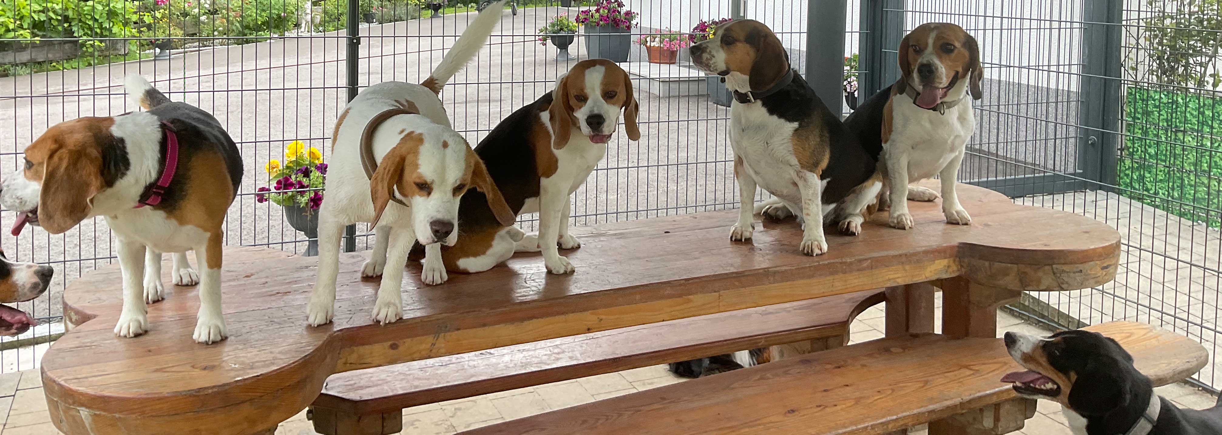 Hundepension Anders!