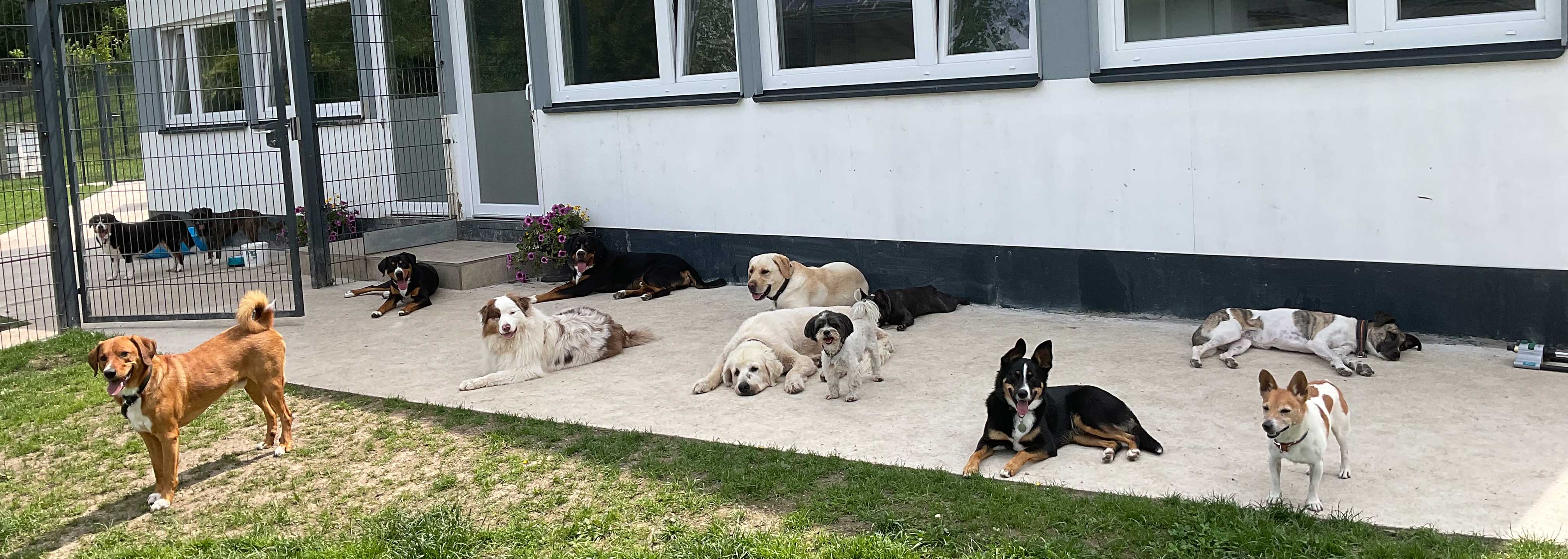 Hundepension Anders!