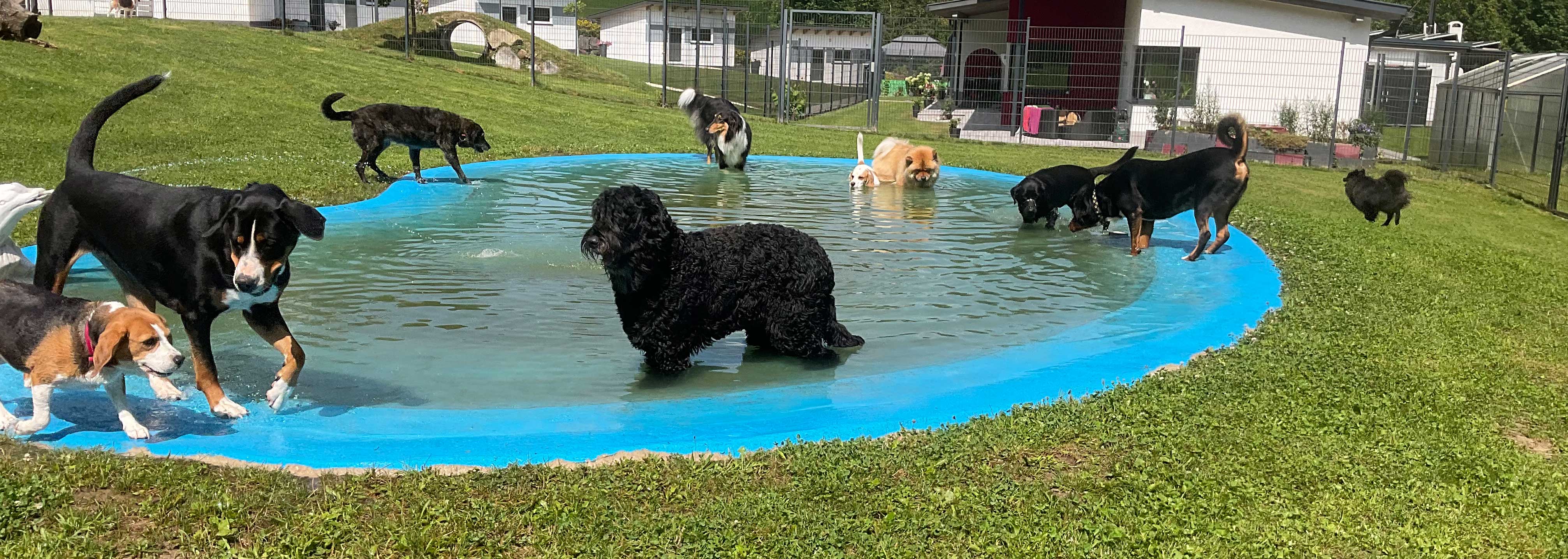 Hundepension Anders!