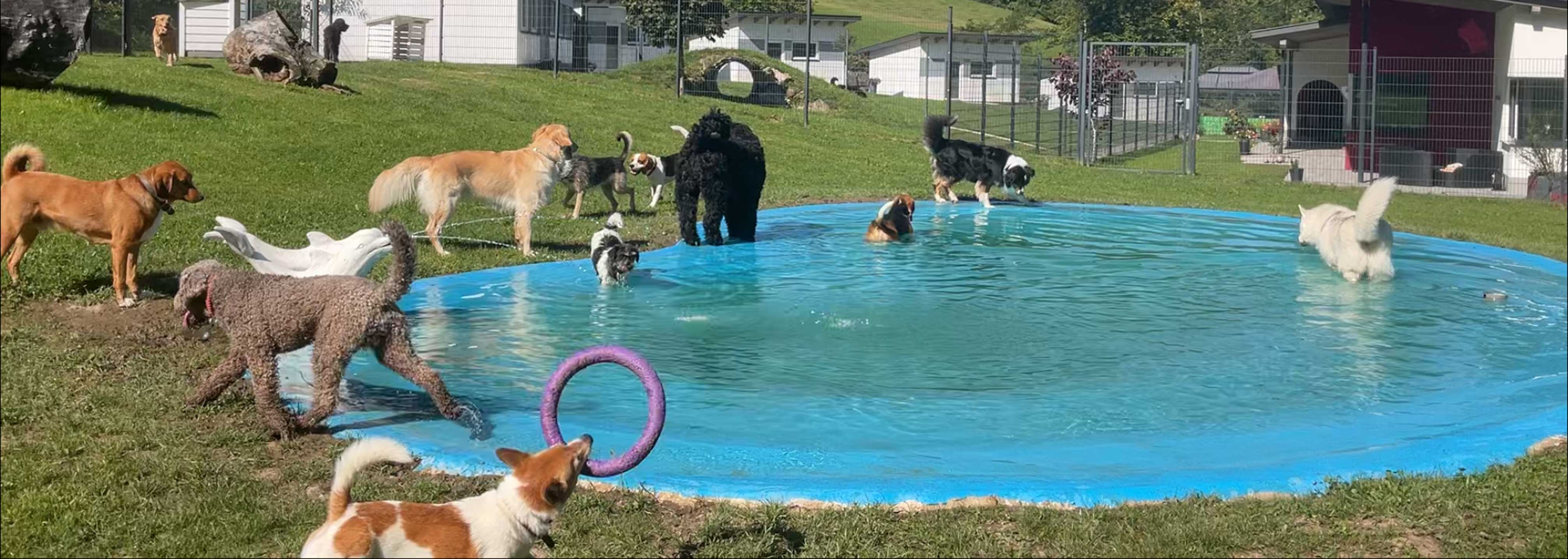 Hundepension Anders!