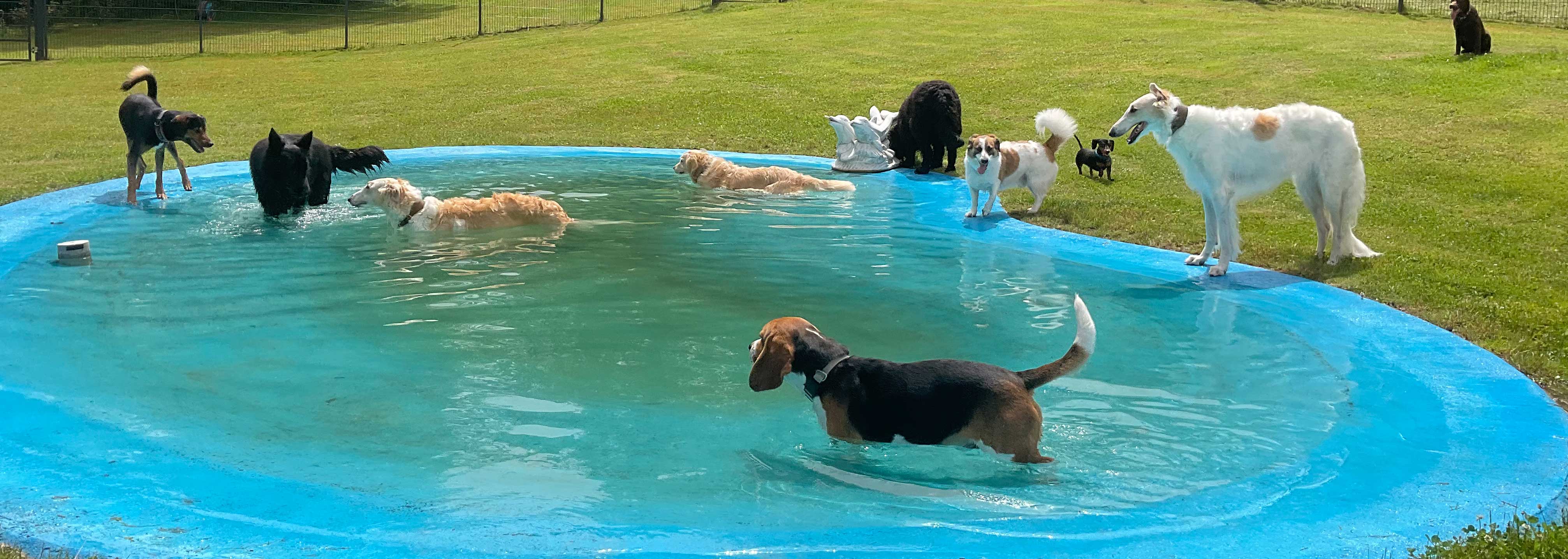 Hundepension Anders!
