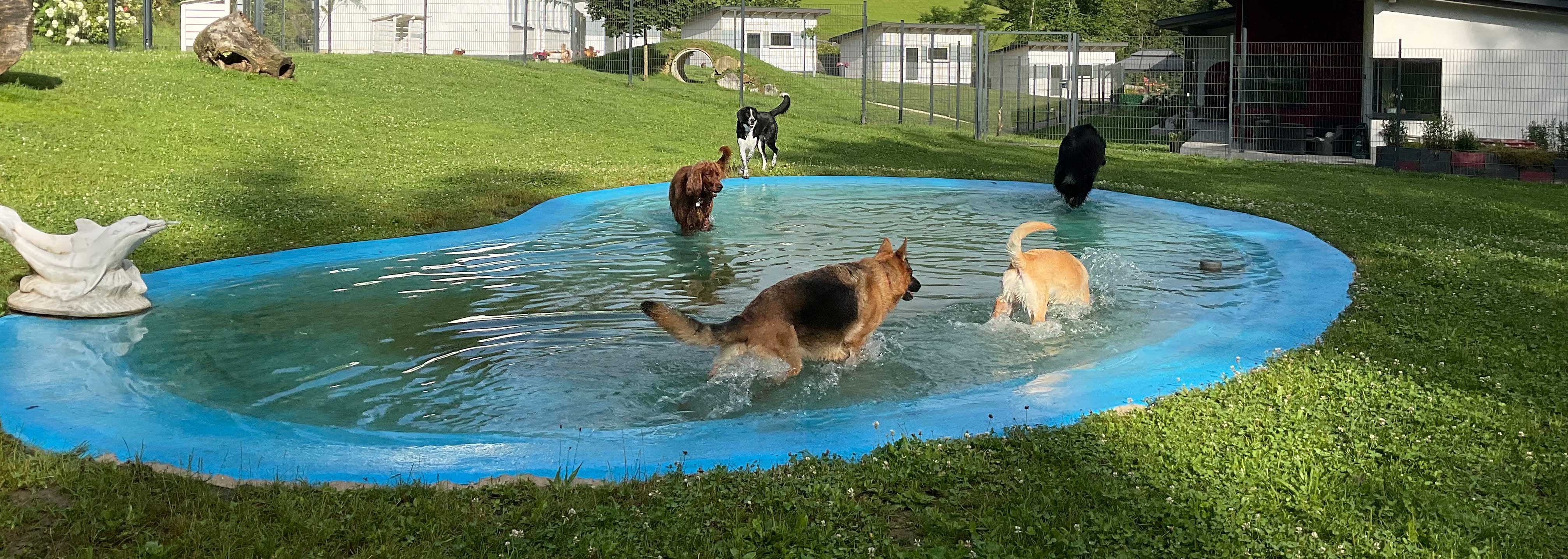 Hundepension Anders!