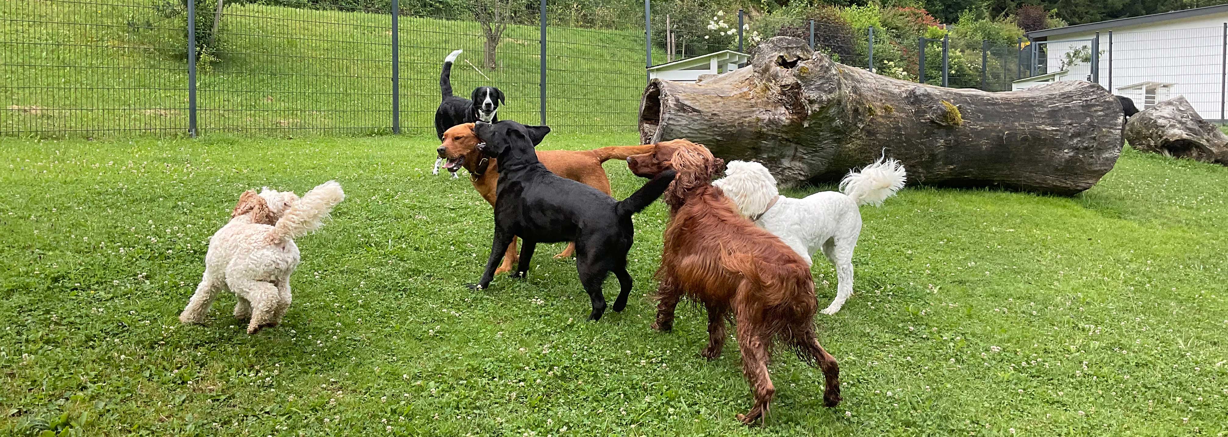 Hundepension Anders!