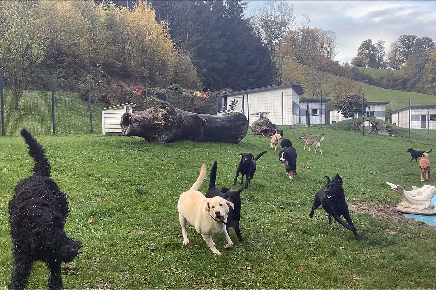 Hundehotel Anders!